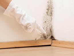 Best Mold Remediation for Healthcare Facilities in Hilton, NY